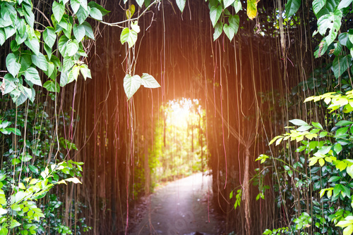 Javanese Tree bine or Grape Ivy, Tree tunnel arch with climbing or ivy plant and light at the end of the tunnel at the garden park.  tree bend or curve to archway entrance of the garden.