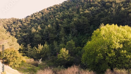 Footage of the Balcova forest trees on a sunny day photo