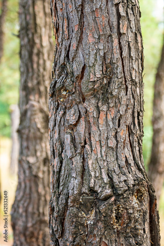 Fototapeta Naklejka Na Ścianę i Meble -  Close-up shot Wood tree outer bark in wild forest