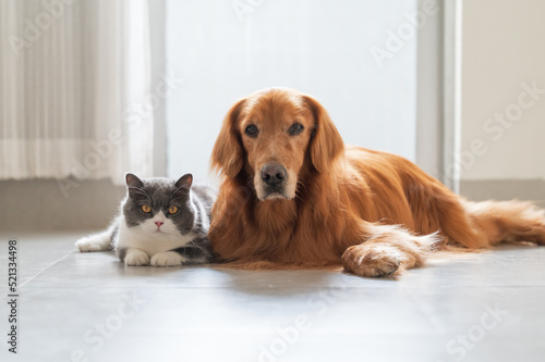 Golden retriever and british shorthair lying on the floor