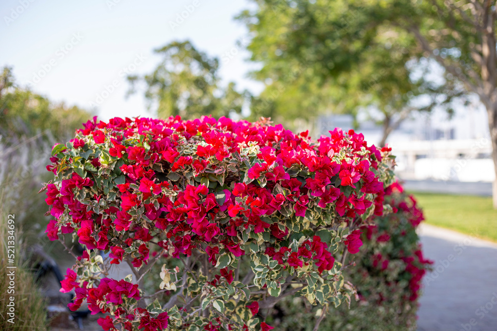 Big bush of red bougainvillea in the parck. Blooming bougainvillea Big bush of red bougainvillea in the parck. Blooming bougainvillea