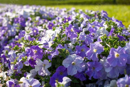 Flowerbed with purple blooming petunias at sunny day. Field of violet petunias flowers closeup. Petunia pattern close up