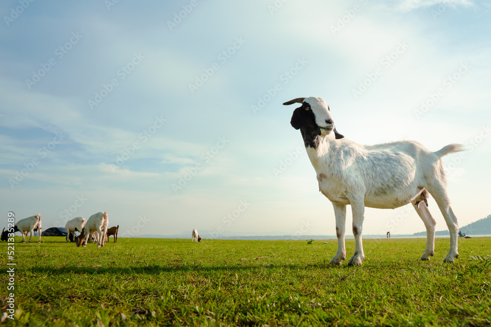 Fototapeta premium goat standing on meadow in evening time,summer,mammal in nature,blue sky,country side