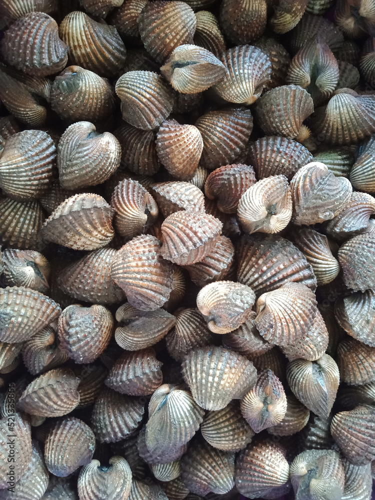 Fresh cockles prepared on background.