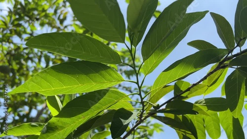 sugar apple leaf in nature garden photo