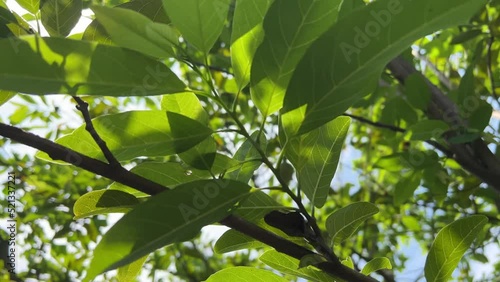 sugar apple leaf in nature garden photo