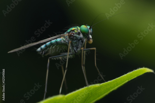 Close up shot of Long-leg fly eating meal © mwanchat