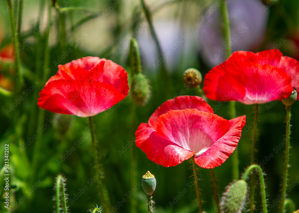 Fototapeta premium Opium poppy