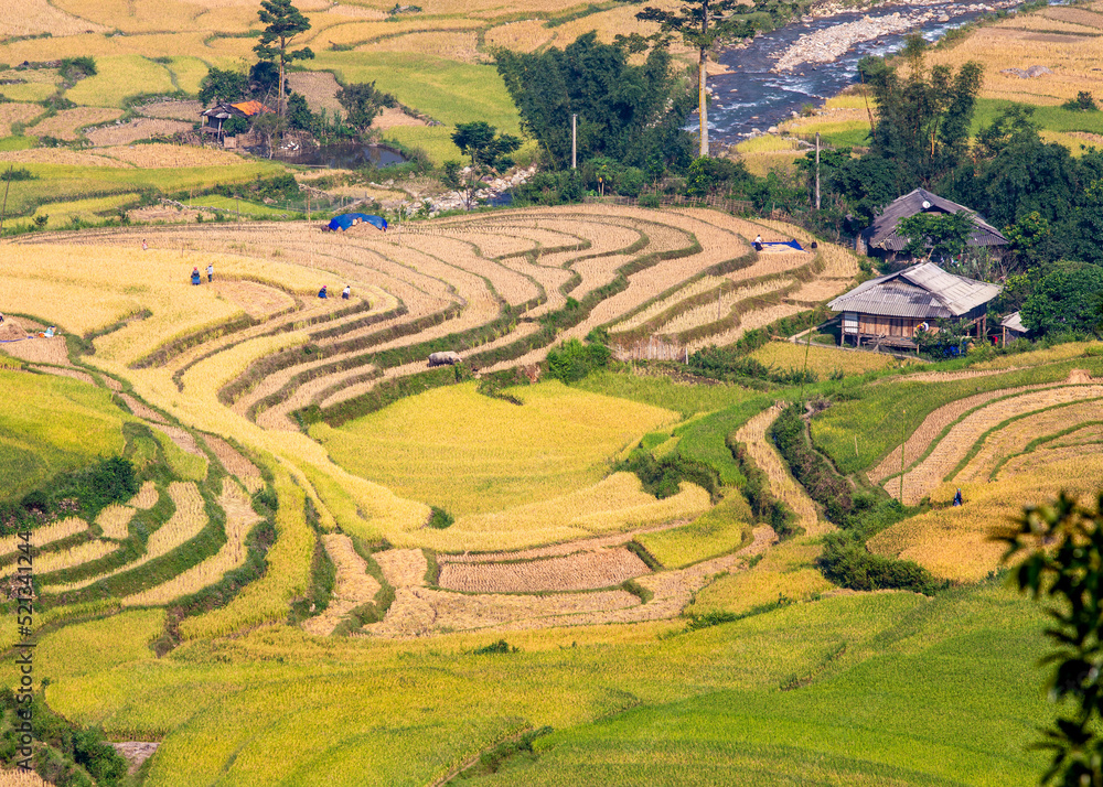 Terraced fields at harvest time in Northern, Vietnam.