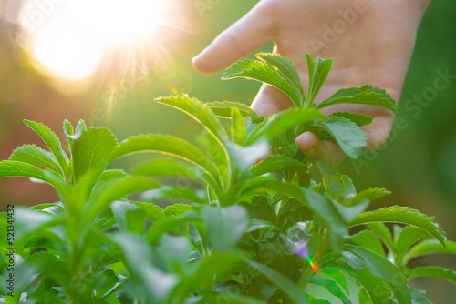 Stevia collection. Hand plucks stevia in the rays of the bright sun. Stevia rebaudiana on blurred green garden background.Alternative Low Calorie Vegetable Sweetener  photo
