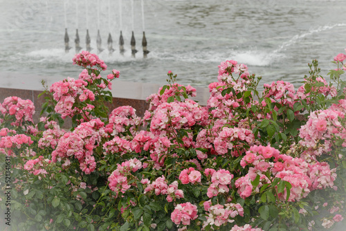Fototapeta Naklejka Na Ścianę i Meble -  Blossoming bush of pink park roses in summer decorative garden. Flowers postcard