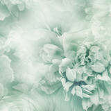 Green  peony  flowers  and petals peonies   Floral background.  Close-up. Nature.