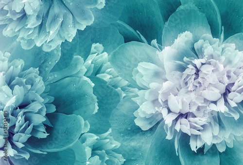 Fototapeta Naklejka Na Ścianę i Meble -  Turquoise    peony  flowers  and petals peonies   Floral background.  Close-up. Nature.