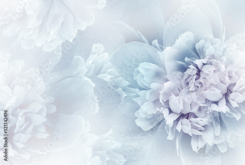 Blue peony flowers and petals peonies Floral background. Close-up. Nature.