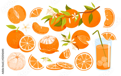 Set of oranges on branch with leaves. Whole oranges and sliced, peeled orange, blooming orange tree, tropical citrus juice, natural product enriched vitamins vector illustration