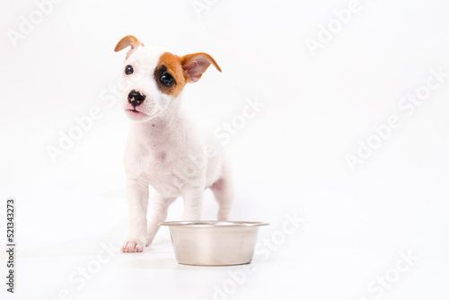 jack russell terrier puppy with a bowl for water or food on a white background.  © andrey