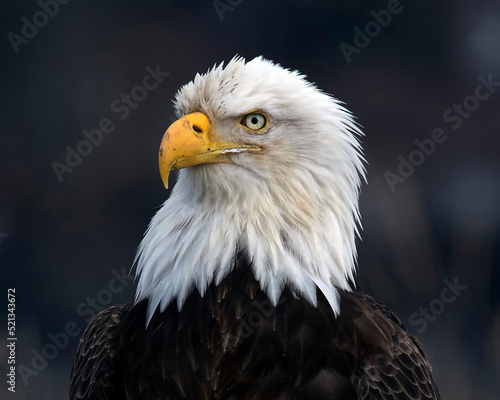 Beautiful Head Shot of an American Bald Eagle