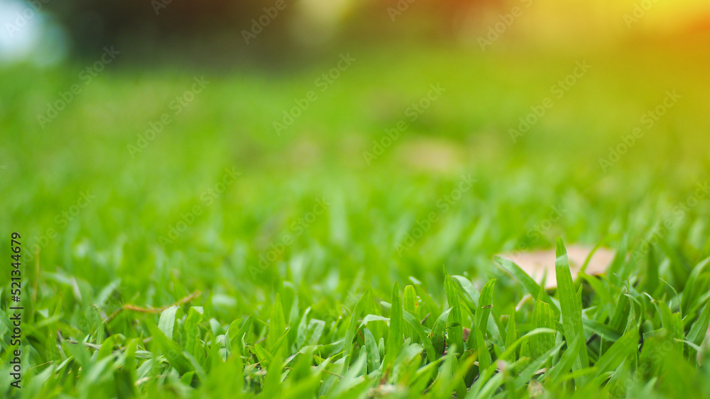 natural green grass with bokeh background sunny day in the summer garden natural green grass with bokeh background sunny day in the summer garden