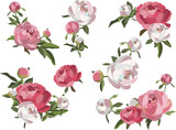 Set of peony floral compositions, white and pink flowers with greenery. Wedding card decoration. Romantic background.