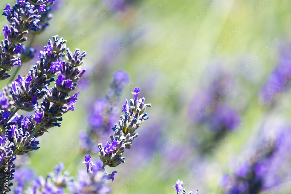 Lavender field Lavender field