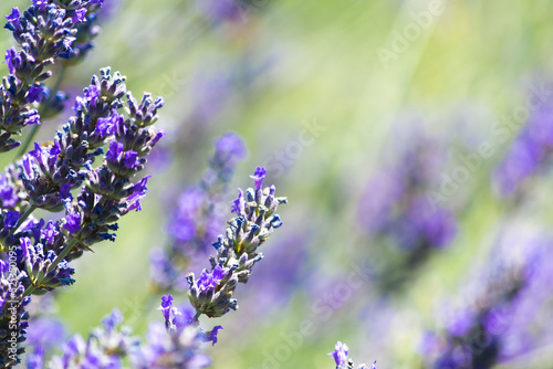 Lavender field