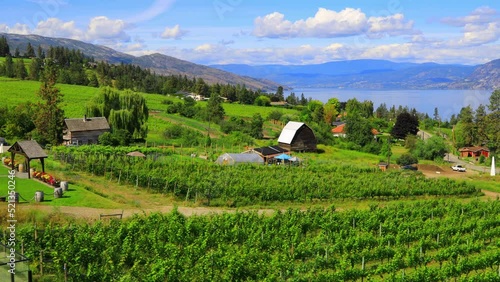 View of agricultural field vineyard located in the Okanagan Valley in Kelowna, British Columbia, Canada.
Organic Vineyard Kelowna Okanagan Valley