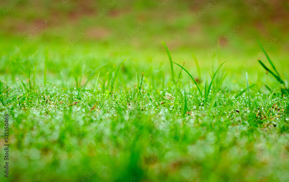 beautiful dew on green grass background image beautiful dew on green grass background image