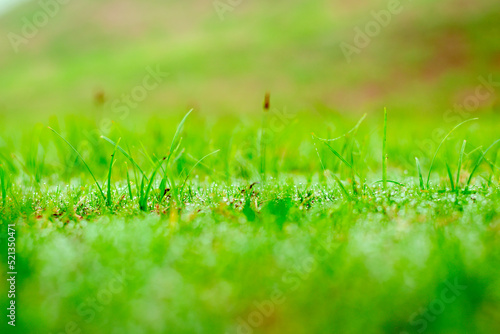 beautiful dew on green grass background image