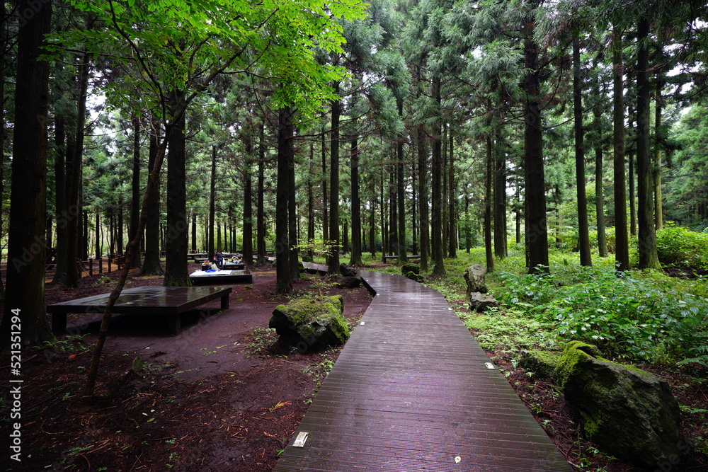 Fototapeta premium fine boardwalk in cedar forest
