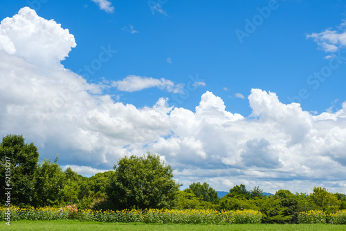 青空と白い雲とひまわり畑 奈良県馬見丘陵公園