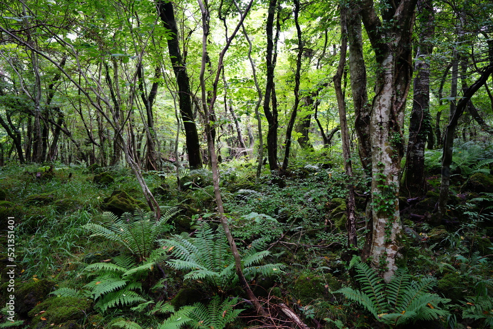 fern and old trees in wild forest fern and old trees in wild forest
