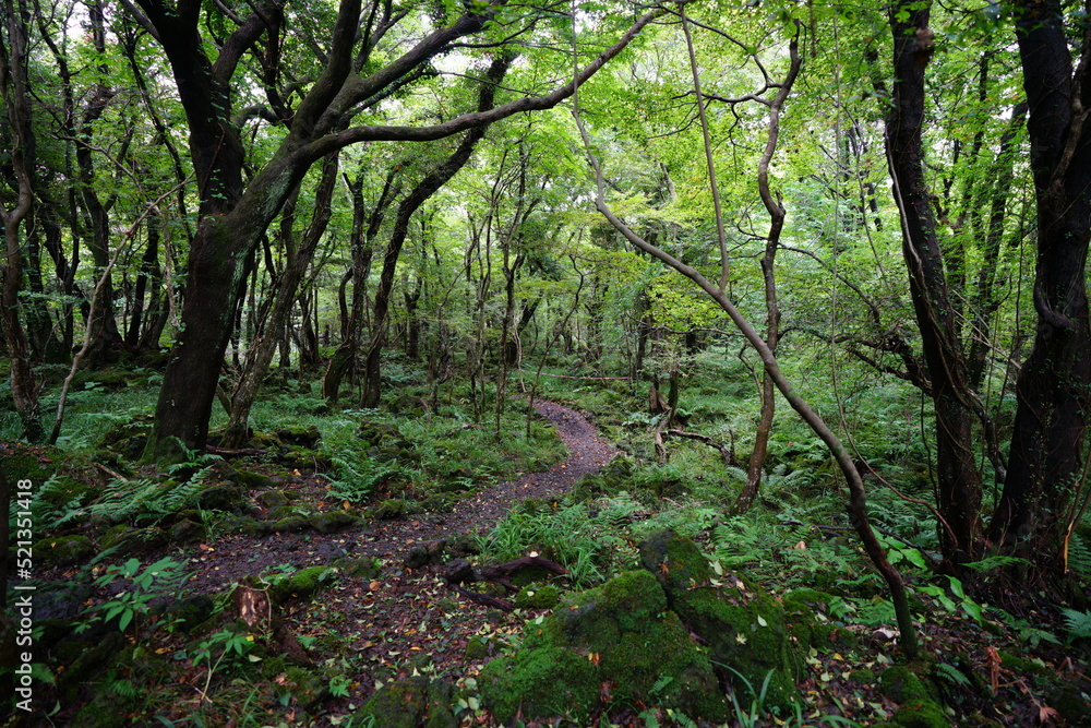 pathway through dense summer forest pathway through dense summer forest