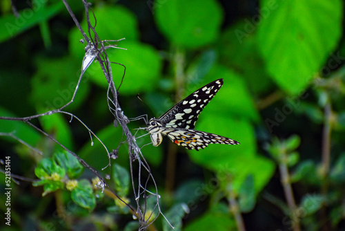 Canvas Print Butterfly closeup background blurred nature photography