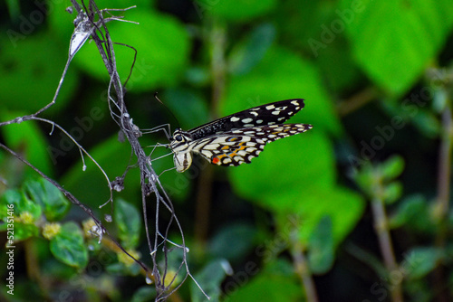 Canvas Print Butterfly closeup background blurred nature photography
