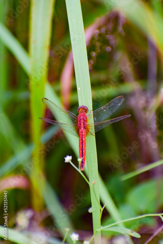 Red Dragonfly front face CloseUp Micro 