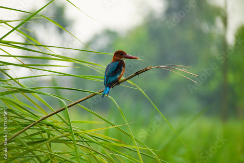 Tree Kingfisher sitting on the big grass stick