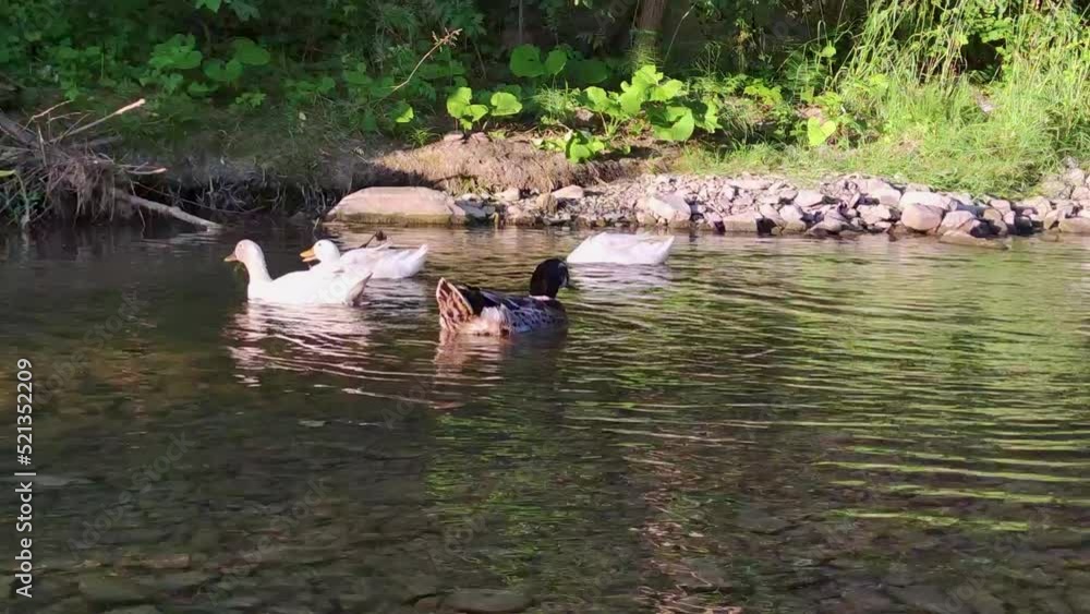 A flock of muscovy duck are swimming in the morning in a green water pond. A flock of muscovy duck are swimming in the morning in a green water pond.