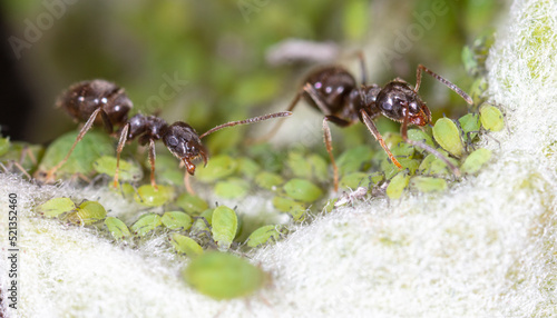 An ant grazes aphids on a tree leaf.