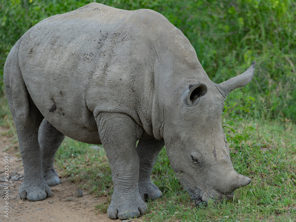 Fototapeta premium Nashorn Baby im Naturreservat Hluhluwe Nationalpark Südafrika