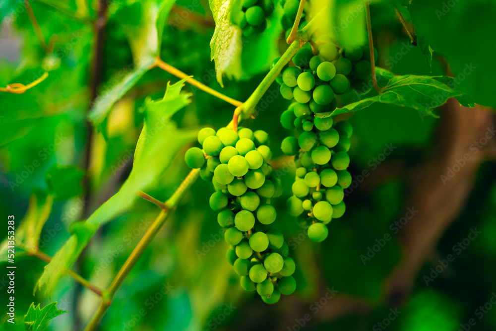 Unripe green grapes close-up in soft warm sunlight. Vineyard in the early morning. Growing bunches of grapes