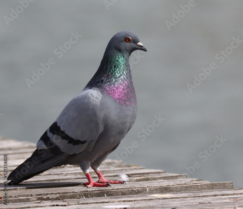 Feral pigeon © John Sandoy