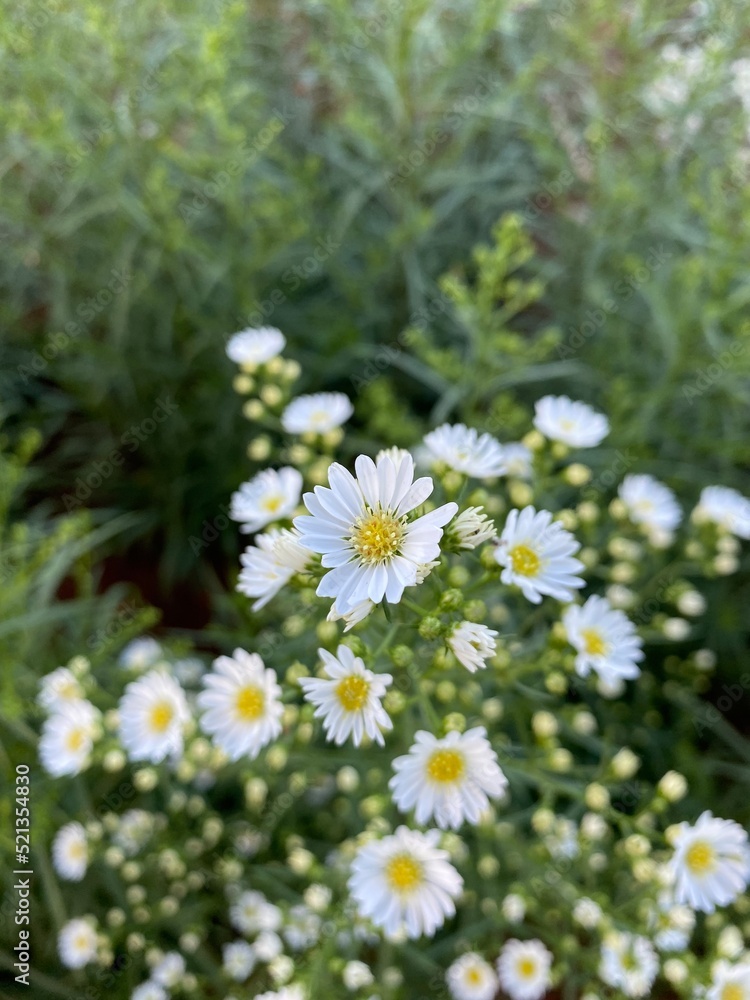White tiny cute little flowers in the garden. Phone by phone. White tiny cute little flowers in the garden. Phone by phone.