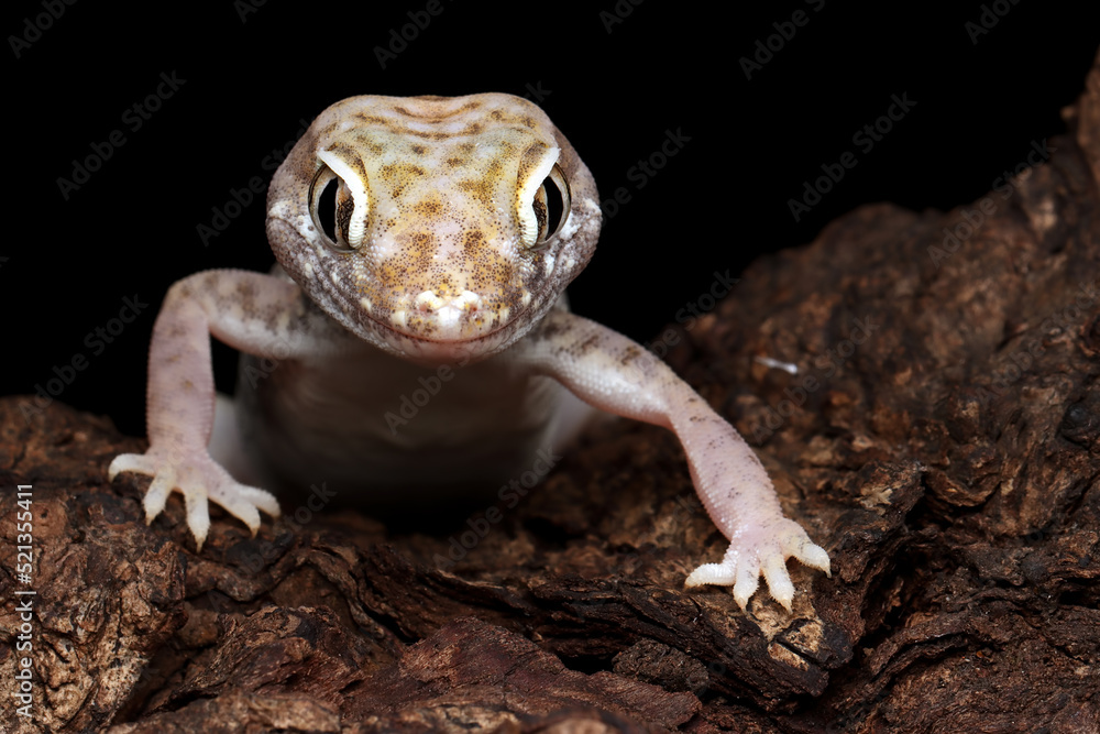Sand gecko closeup on the wood, Closeup head sand gecko (Stenodactylus petrii), Stenodactylus petrii gecko on black background Sand gecko closeup on the wood, Closeup head sand gecko (Stenodactylus petrii), Stenodactylus petrii gecko on black background