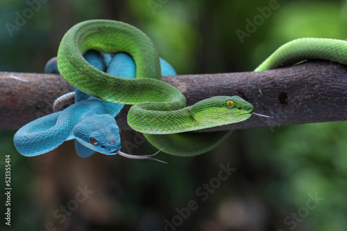 Blue insularis and Trimeresurus albolabris closeup on branch, Indonesian viper snake closeup