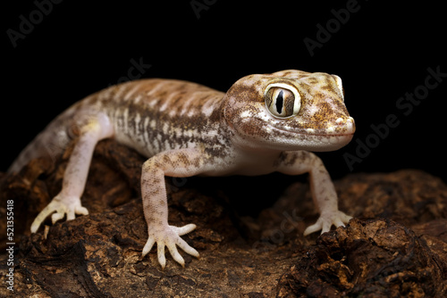 Sand gecko closeup on the wood, Closeup head sand gecko (Stenodactylus petrii), Stenodactylus petrii gecko on black background