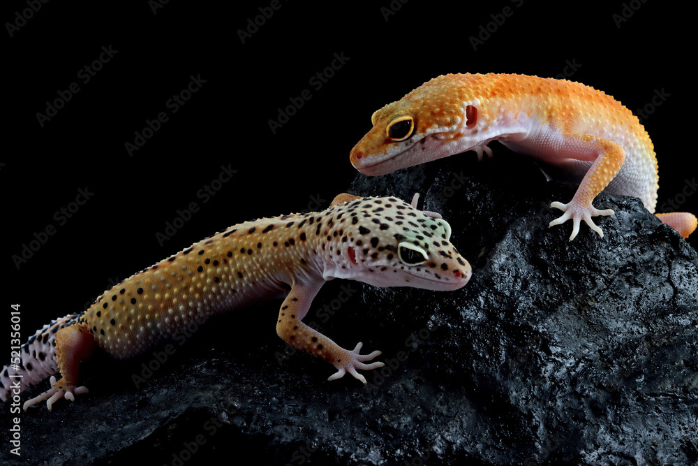 Naklejka premium Leopard gecko closeup on coral stone, Leopard gecko front view