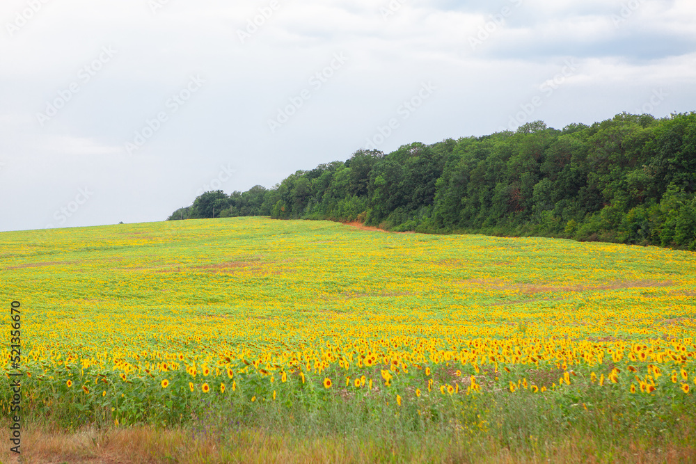 Field with sunflowers in bloom . Agricultural meadow in the summer