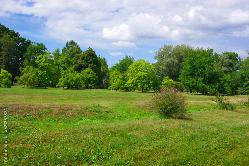 View of the green forest and a clearing with juicy bright grass. View of the green forest and a clearing with juicy bright grass.