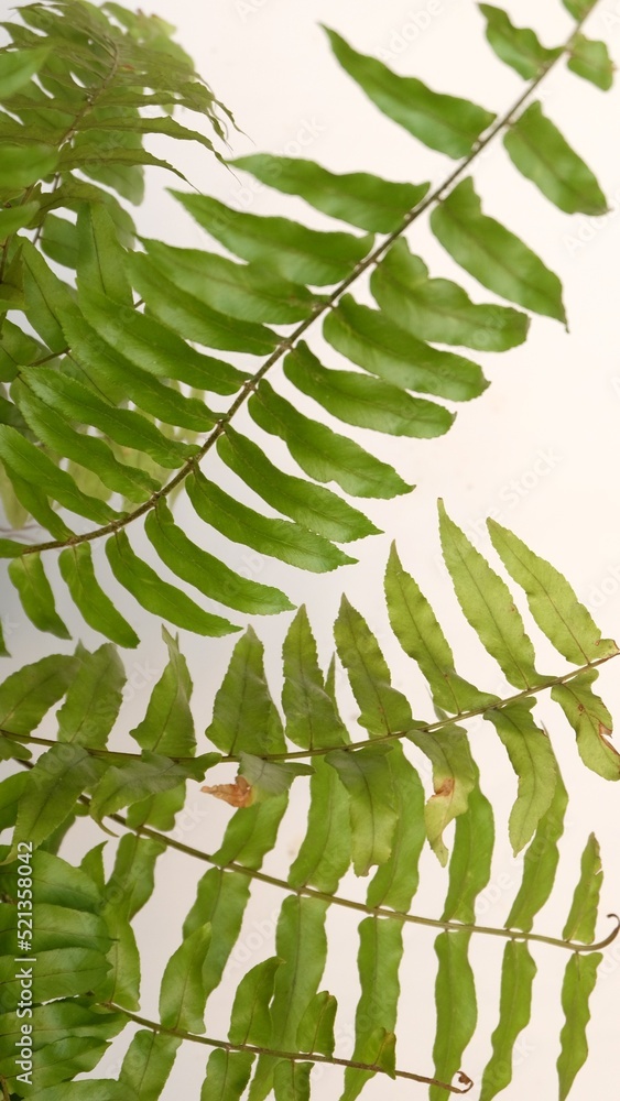 Fototapeta premium green leaf white background photo