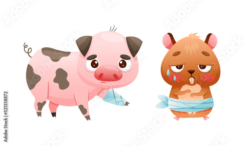 Sick Pig and Hamster Animal with Bandage on Leg and Belly Vector Set